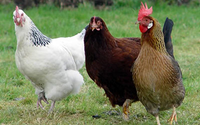 مرغ تخمگذار بومی فروشی - سپید طیور